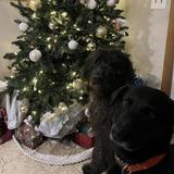 Baxter and Kolee