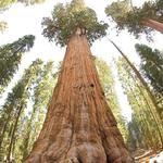 Sequoia National Forest