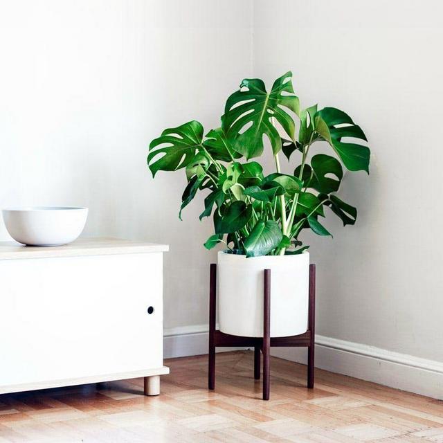 Monstera Deliciosa