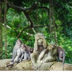 Ubud Monkey Forest