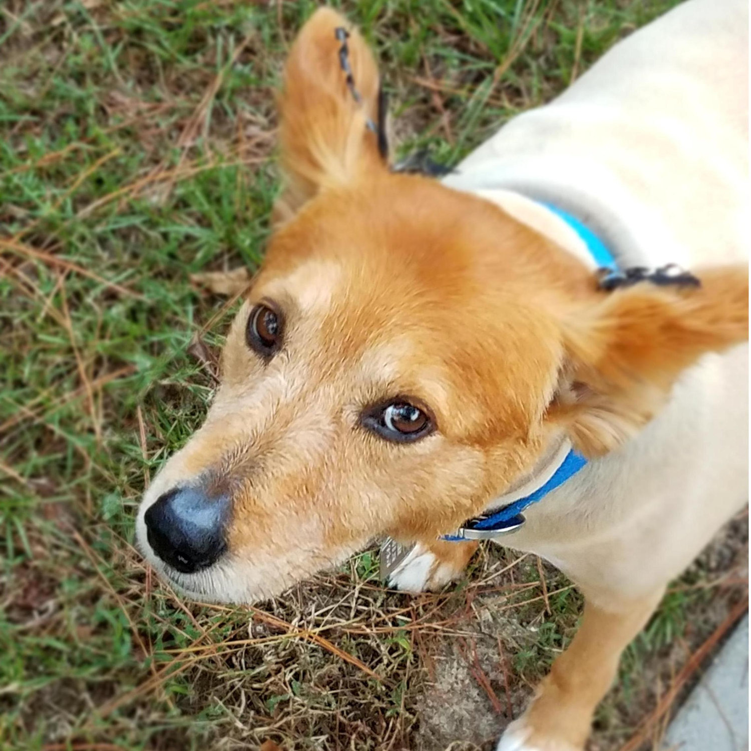 Fur Baby Ginger