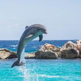 Swim With Dolphins