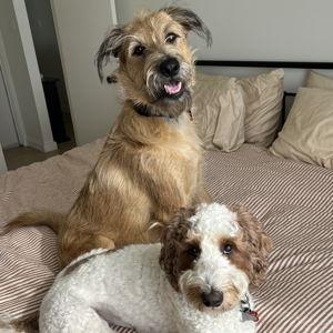 Huey & Butters Boarding Fund