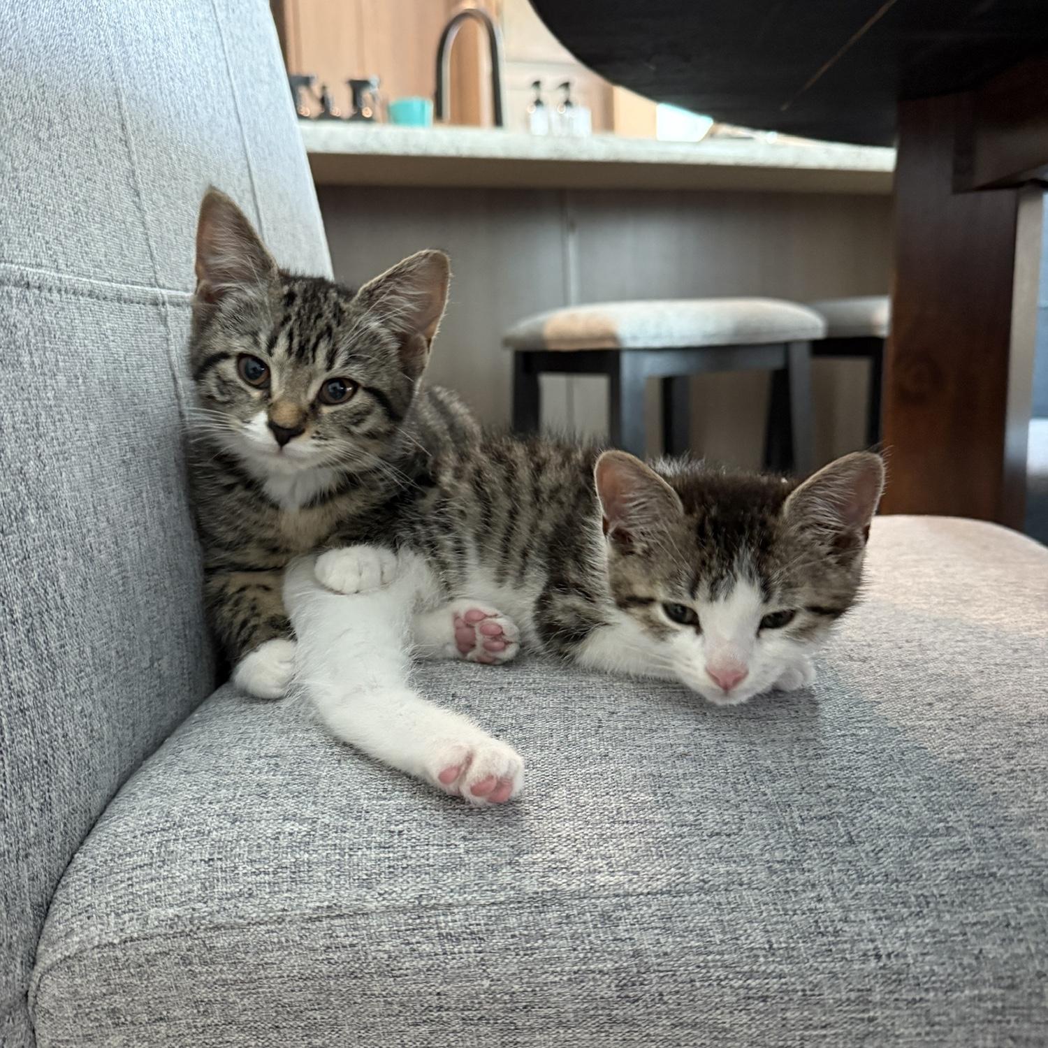 Our first children! Molly and Moose