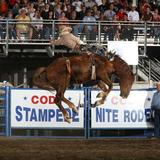 Cody Night Rodeo/Cody Stampede Rodeo