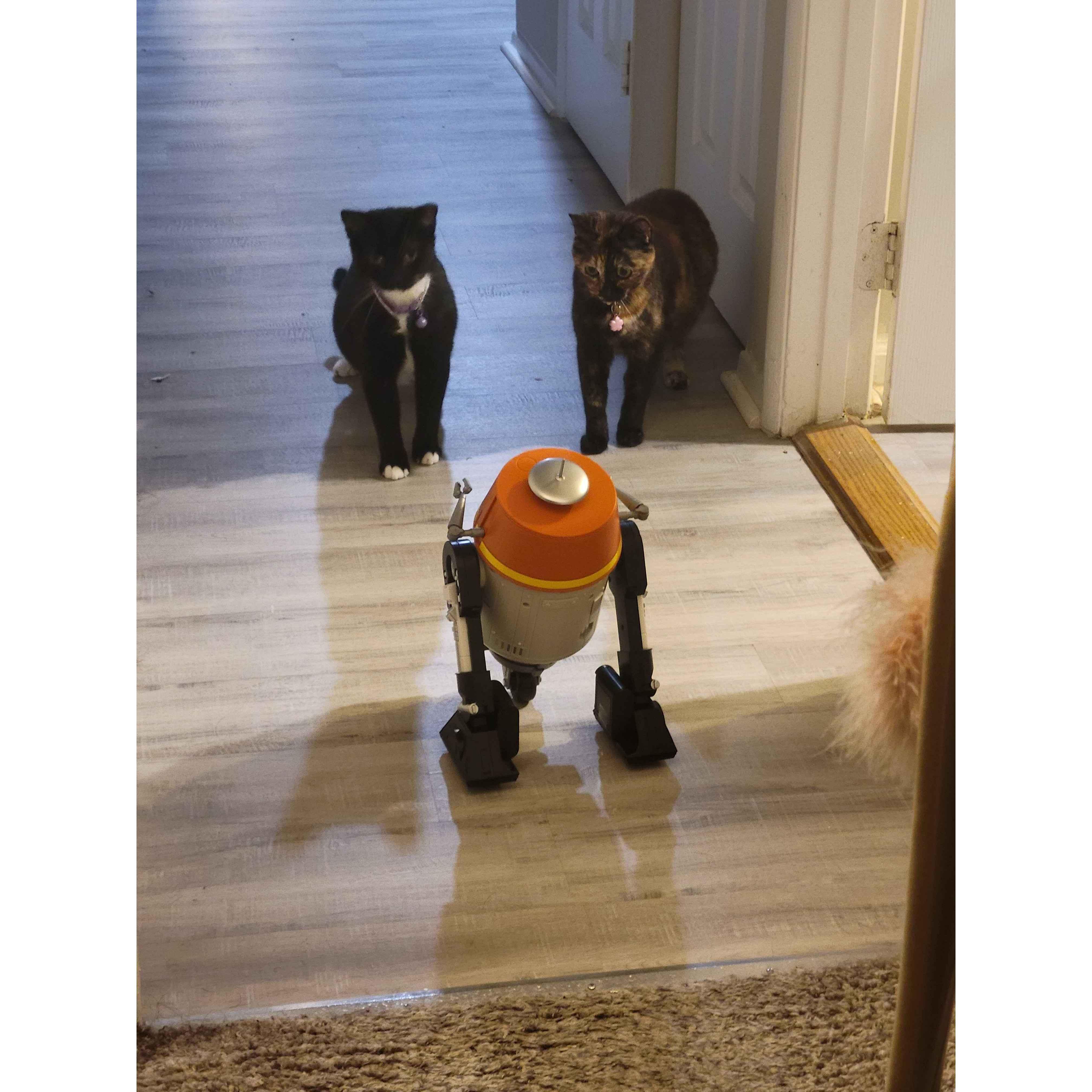 A challenger approaches..