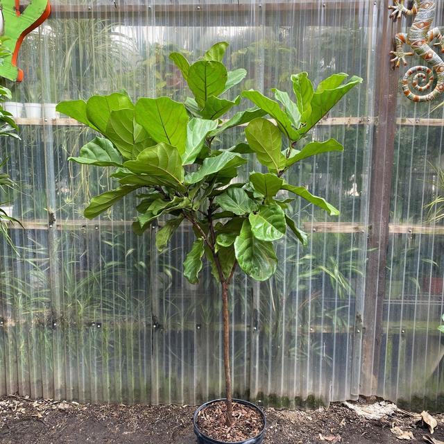 Fiddle Leaf Fig - Standard