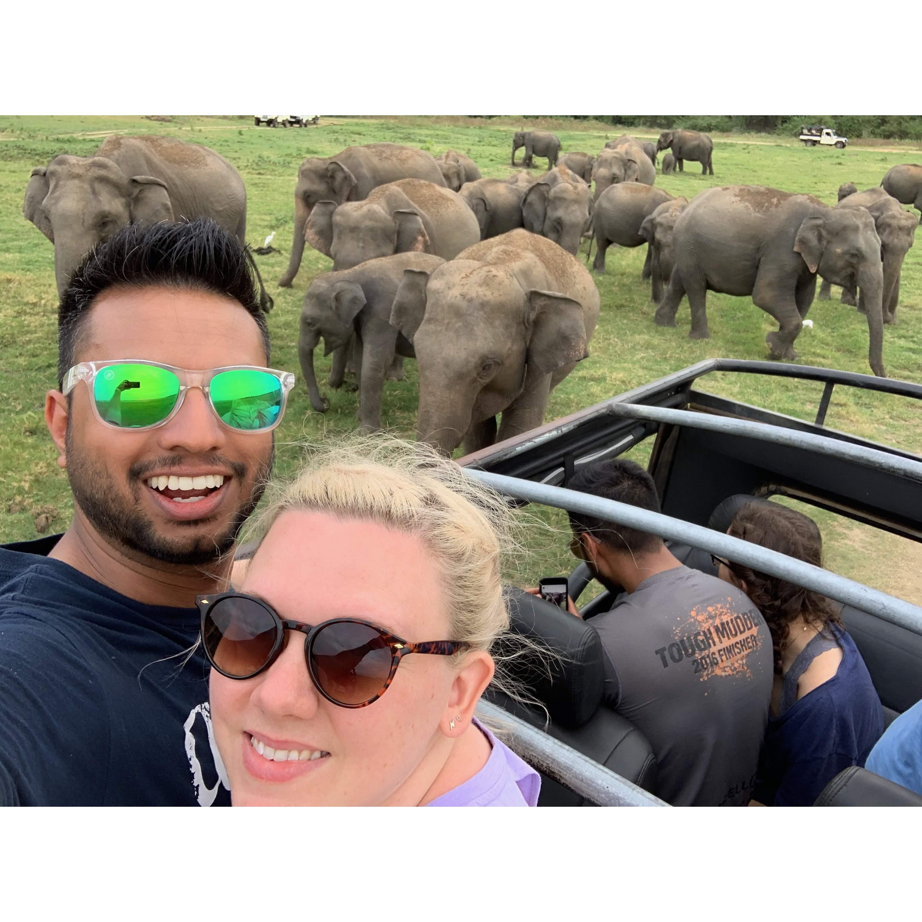 Sri Lankan Elephant Sanctuary