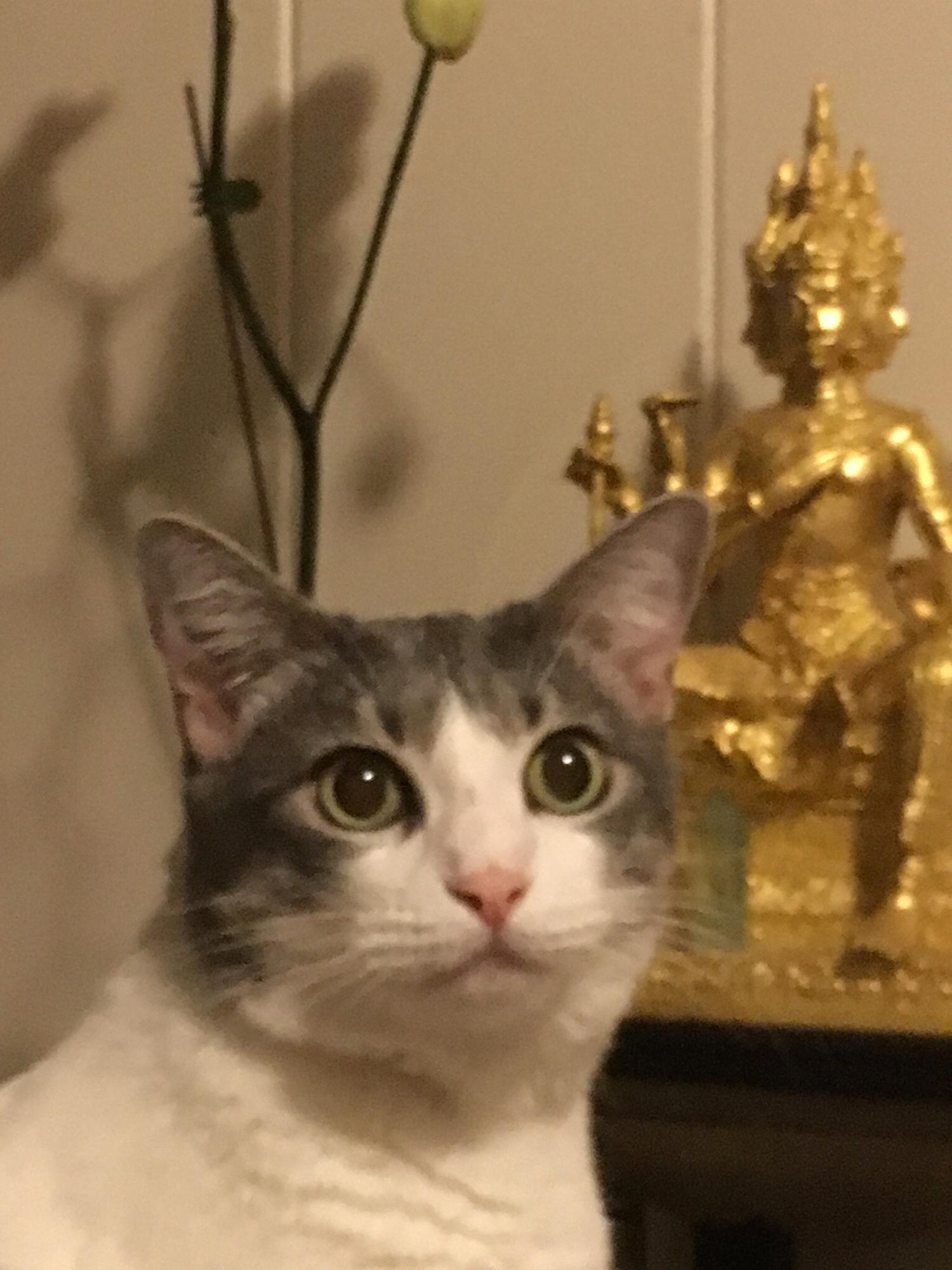Princess Boo