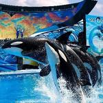 Sea World