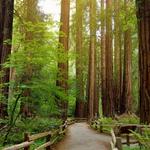 Muir Woods National Monument