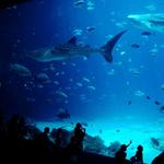 Georgia Aquarium