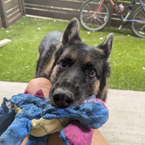 Our Pet Toy Fund