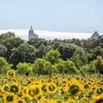 Dorothea Dix Park