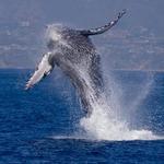 Dana Wharf Sportfishing & Whale Watching