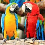 Parrot World