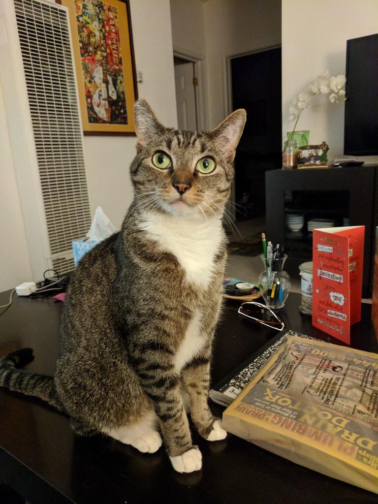 Our special kitty, Mika. She is quite the little diva!