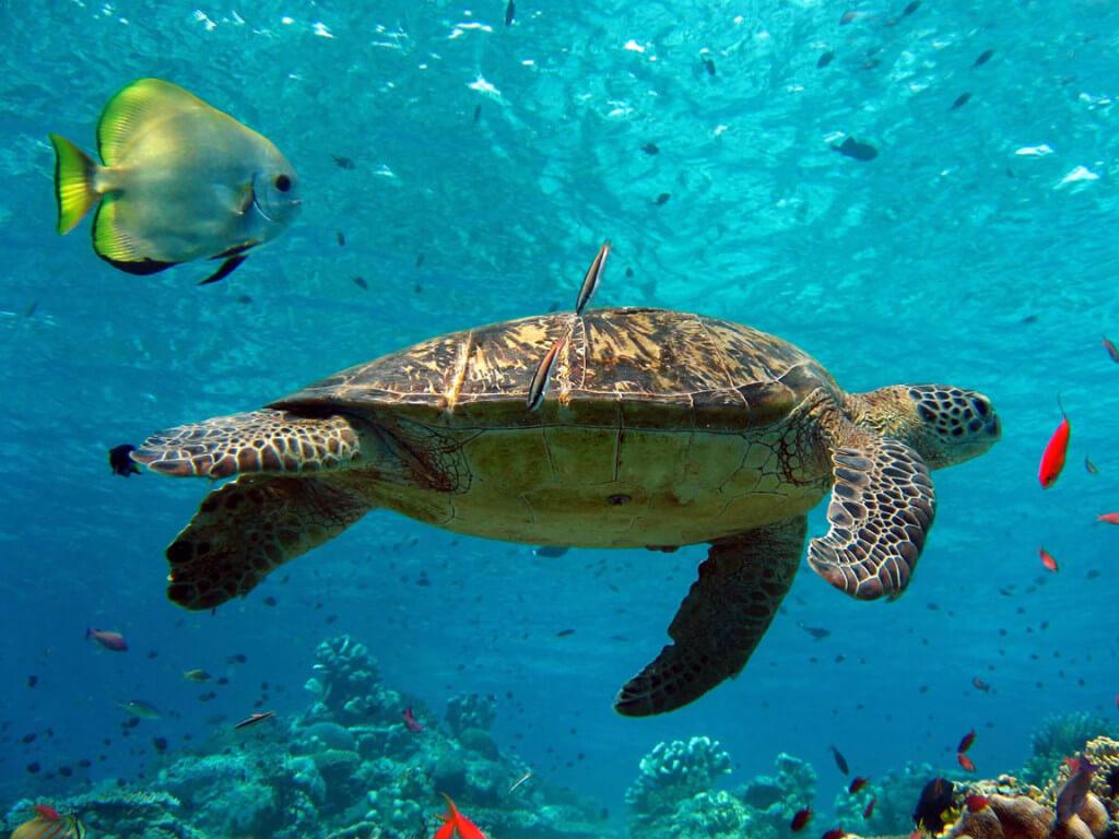 The Wedding Website of Kyle Flanders and Nisha McElroy