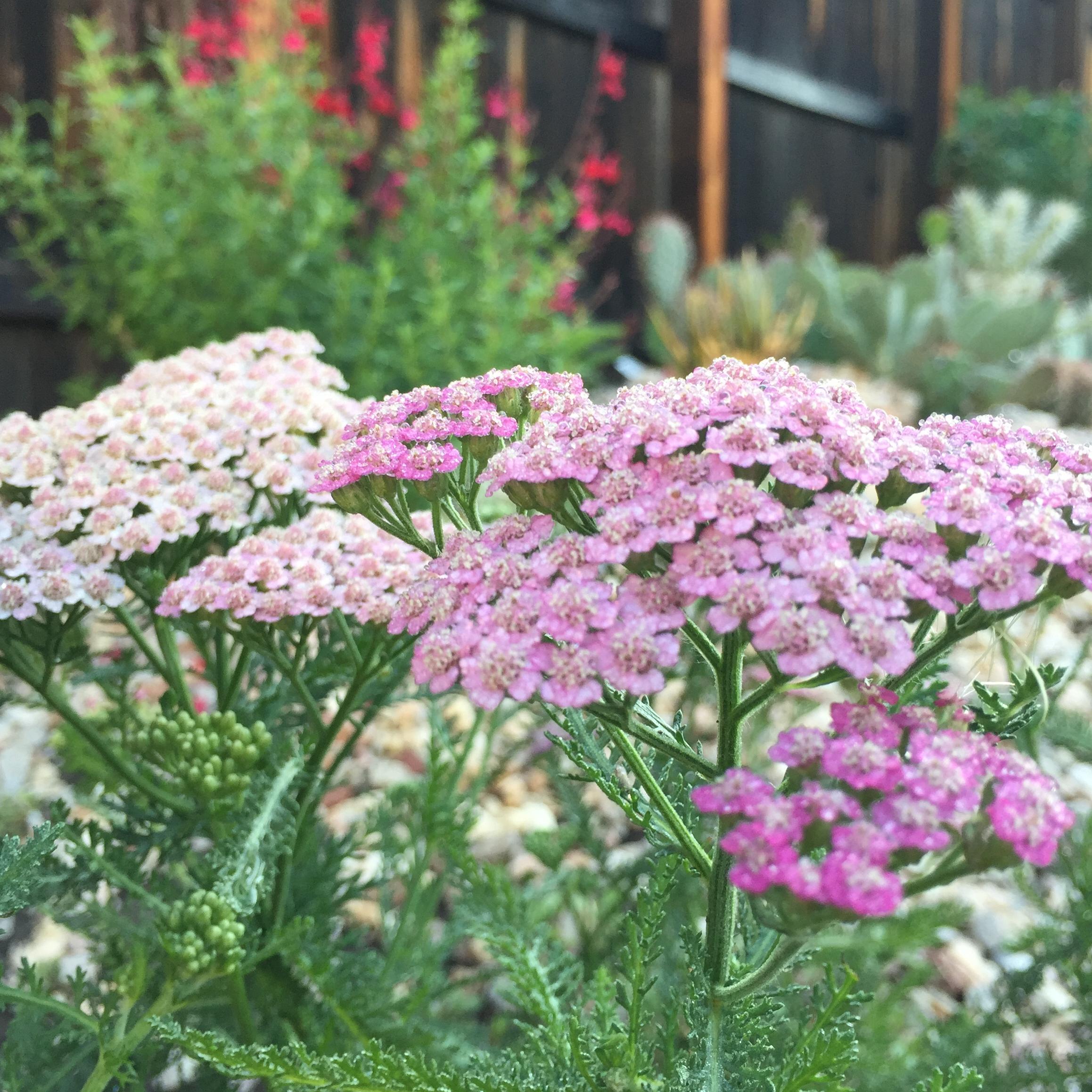 Backyard and Landscaping Fund