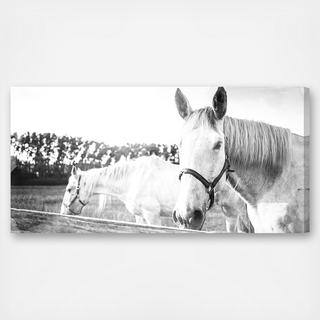 On The Farm Canvas Art