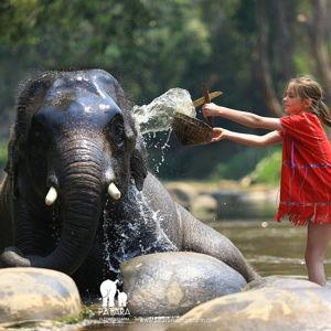 Elephant Sanctuary Tour