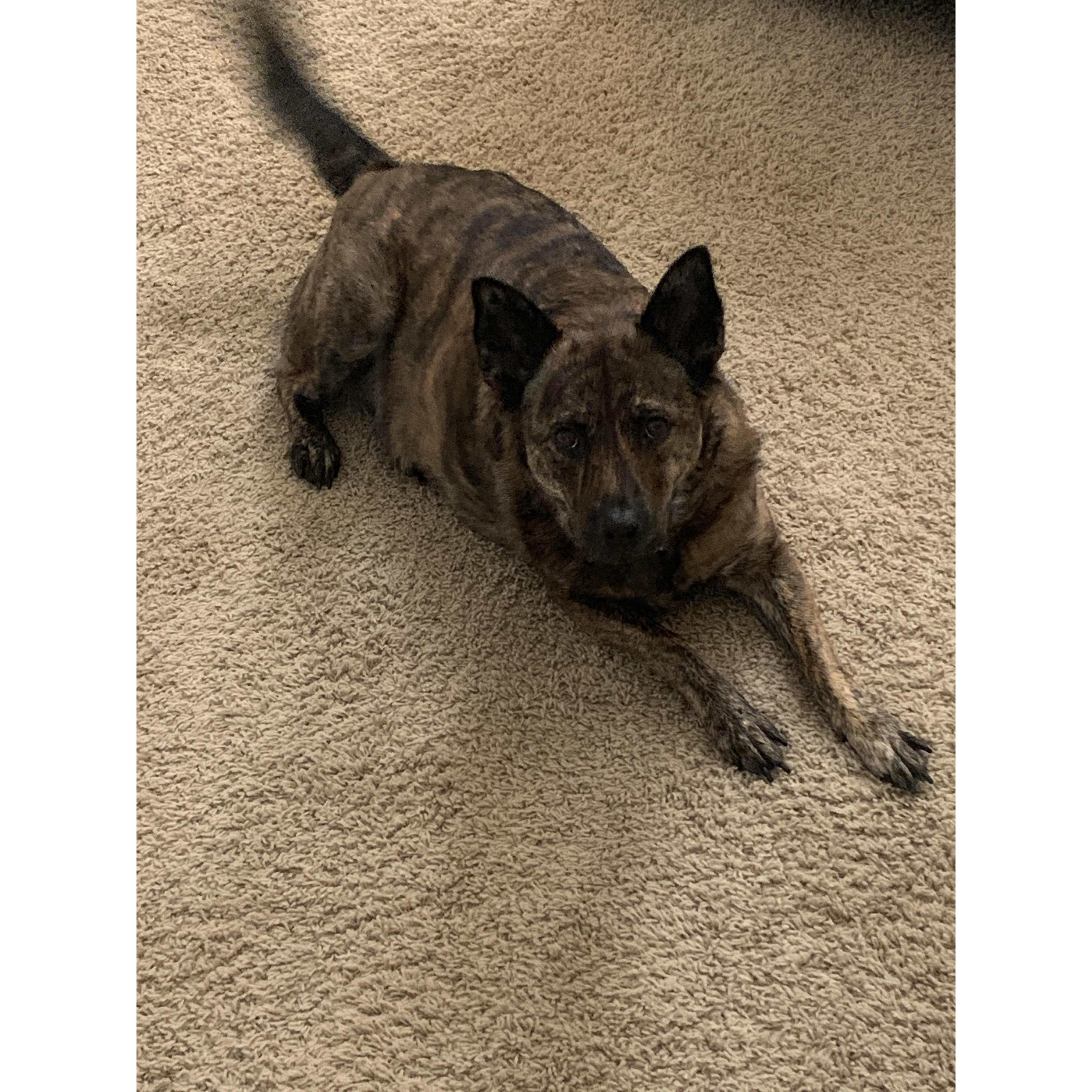 Our sweet girl, Sasha