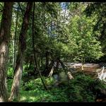 Battle Creek Hemlocks State Natural Area