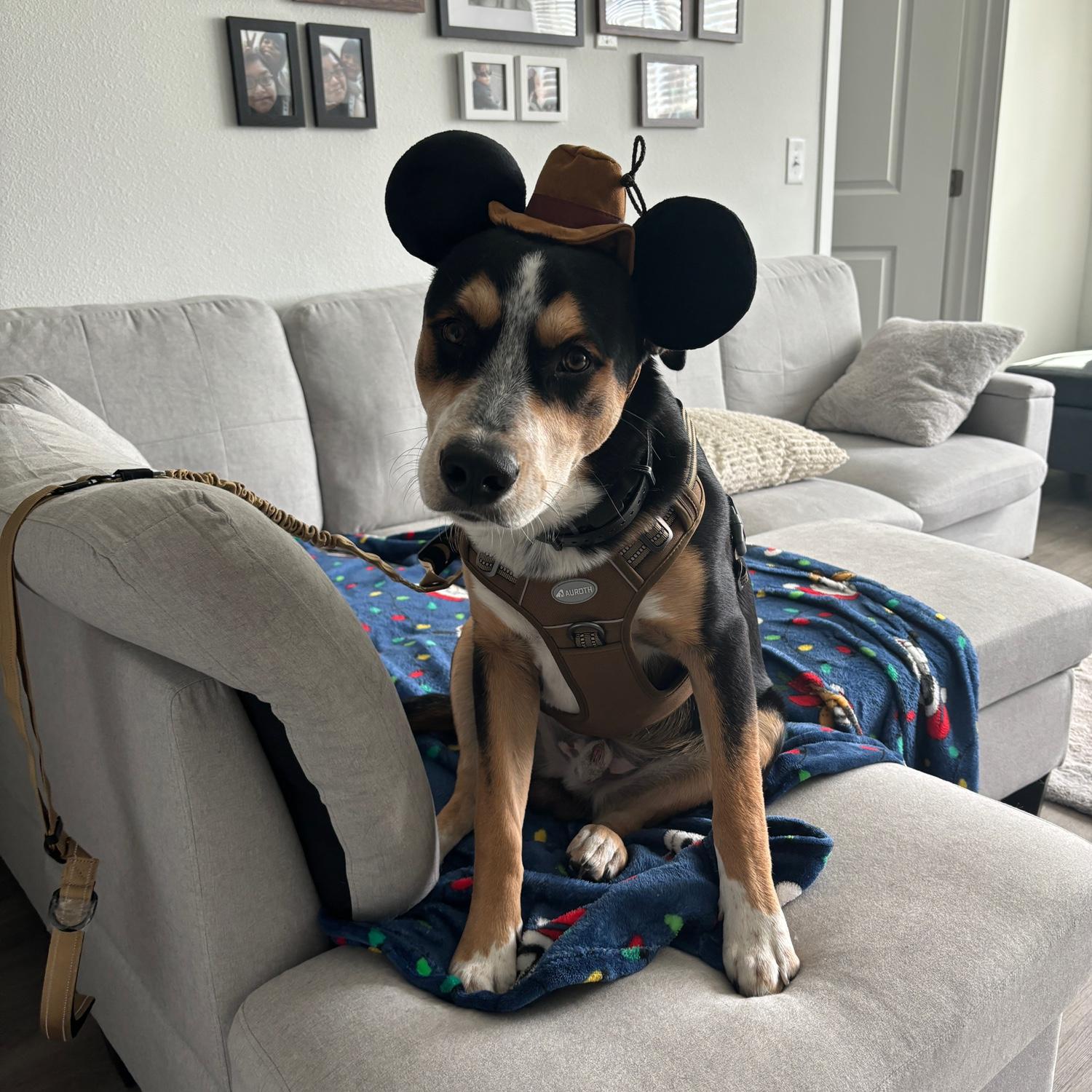 Our Indiana 🐶🤎