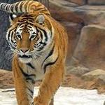 Irvine Park Zoo
