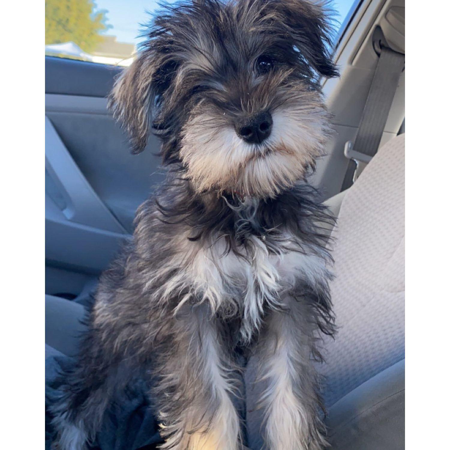 Our sweet boy, Louie! 🫶🏻