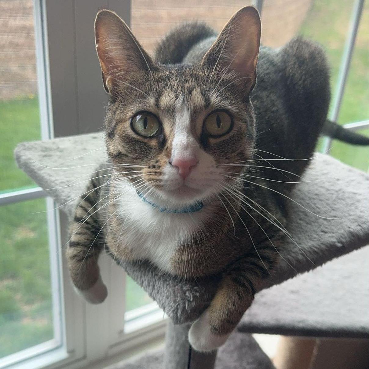 Jake's cat, Luna, is always keeping an eye out for birds!