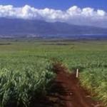 Upcountry Maui (Kula, Makawao, Hali'imaile, Paia, etc.)