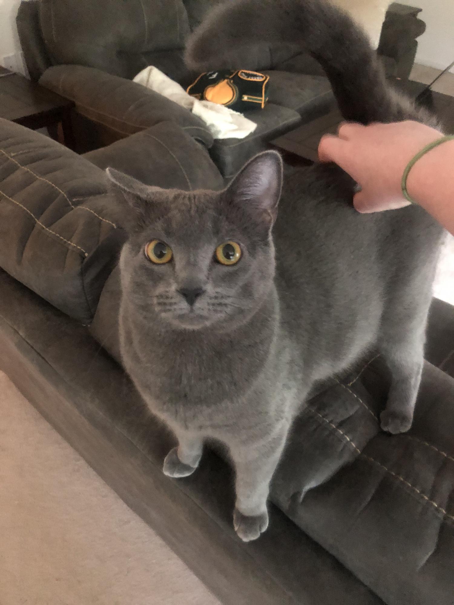 Artemis is slowly learning how to share her man with another woman