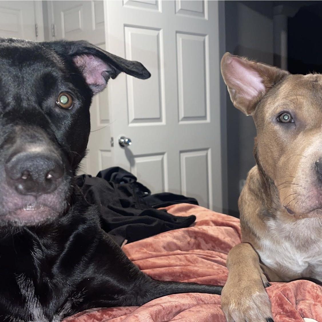 Apollo and Bailey