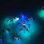 Manta-Ray Dives Of Hawaii