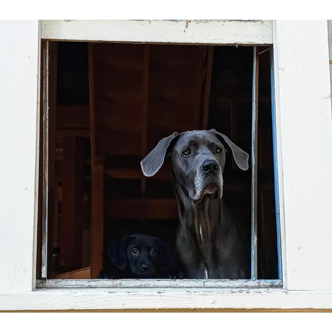 Our pups helping keep watch when we're working on the house