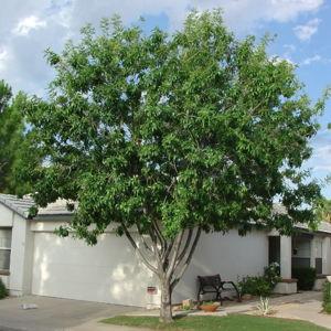 Ash Tree
