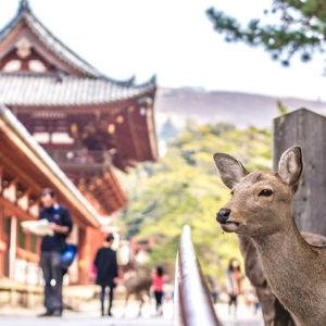Trip to Nara Park