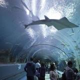 Georgia Aquarium