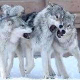 Grizzly & Wolf Discovery Center