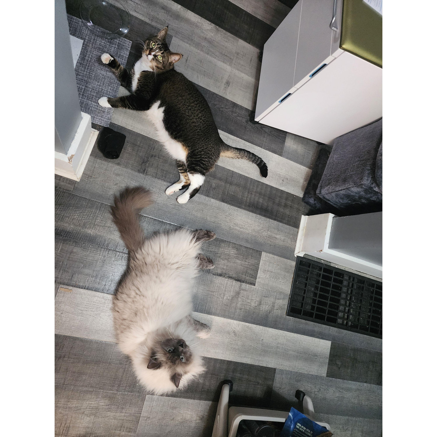 Figaro & Sylvie