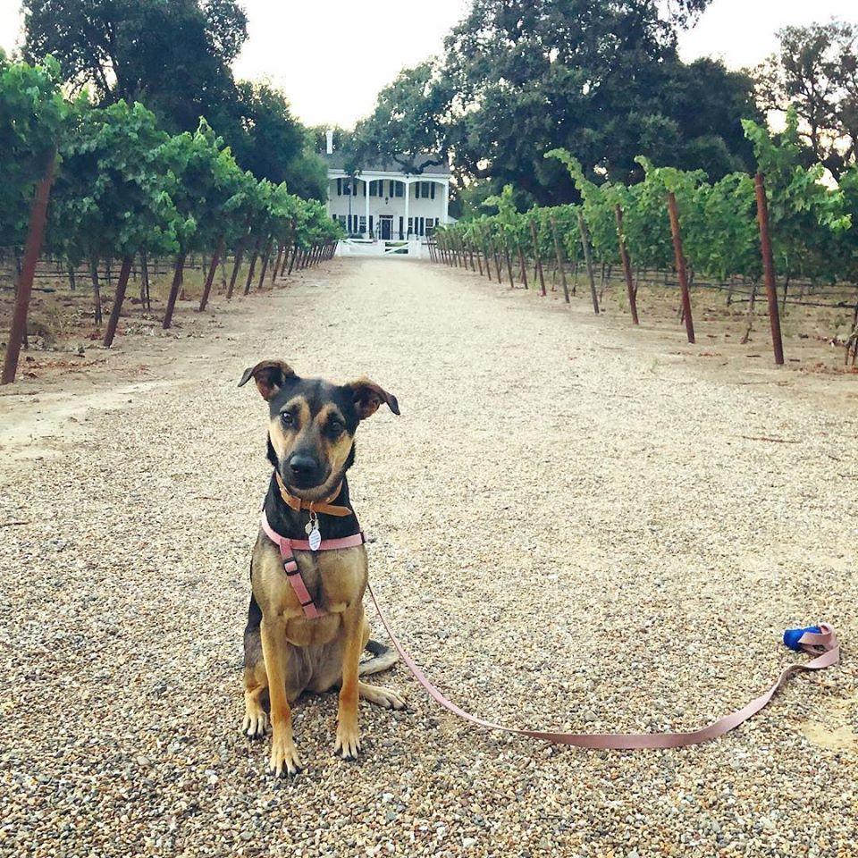 Our sweet Porter enjoying time at a Lodi winery