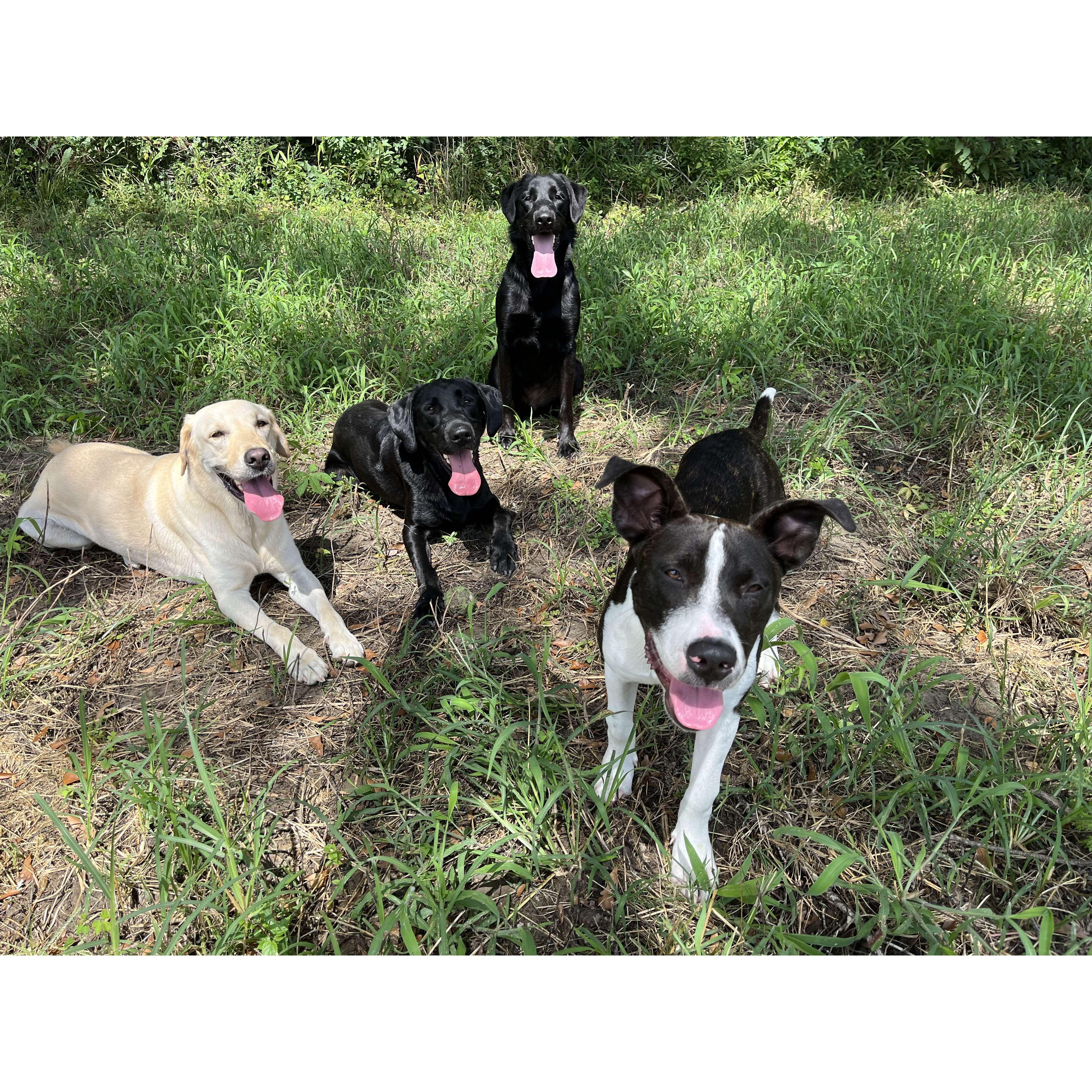 Three years and four dogs later, we are excited to start our married lives together!
