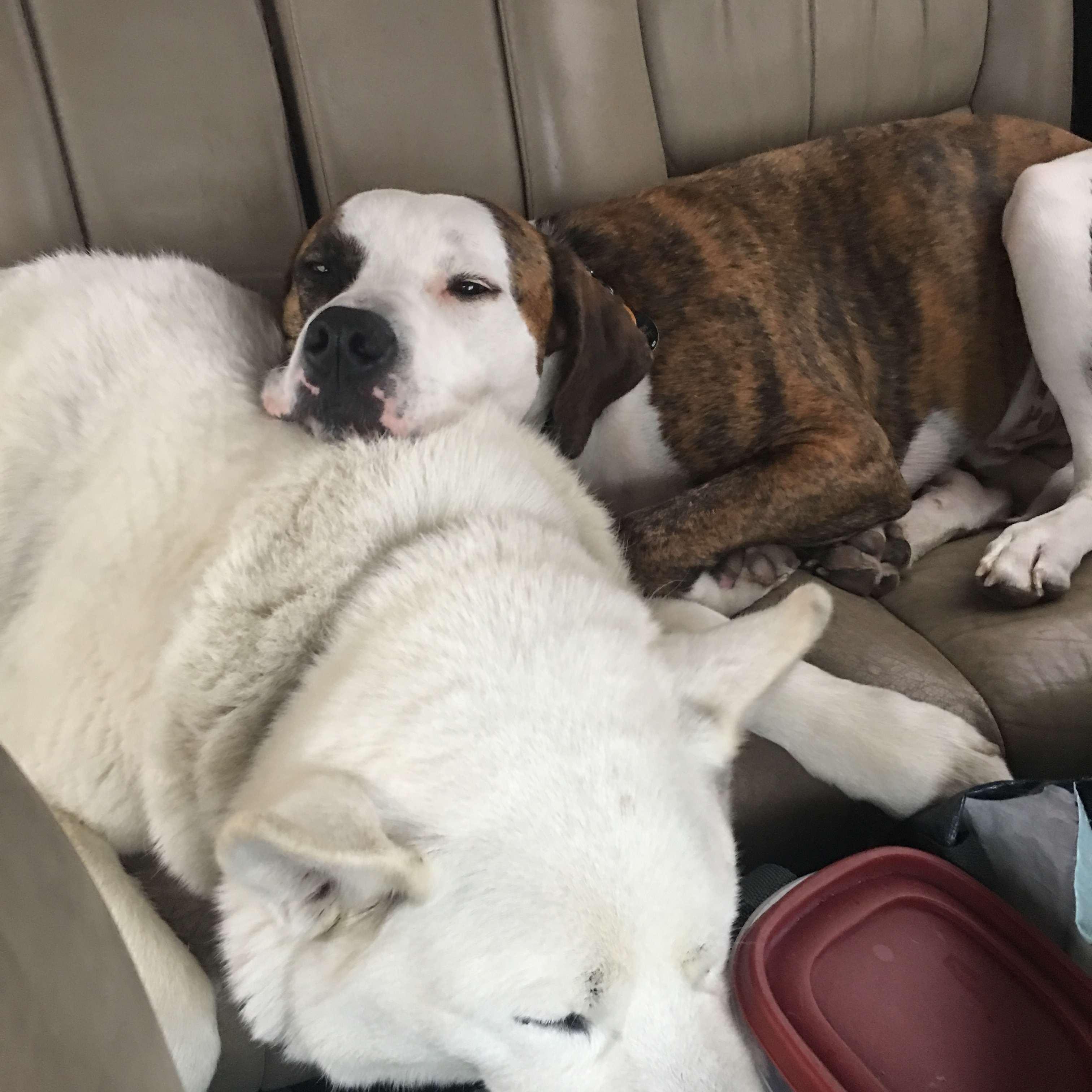 Tundra and Obi, before Tundra went to Montana!