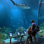 Shedd Aquarium