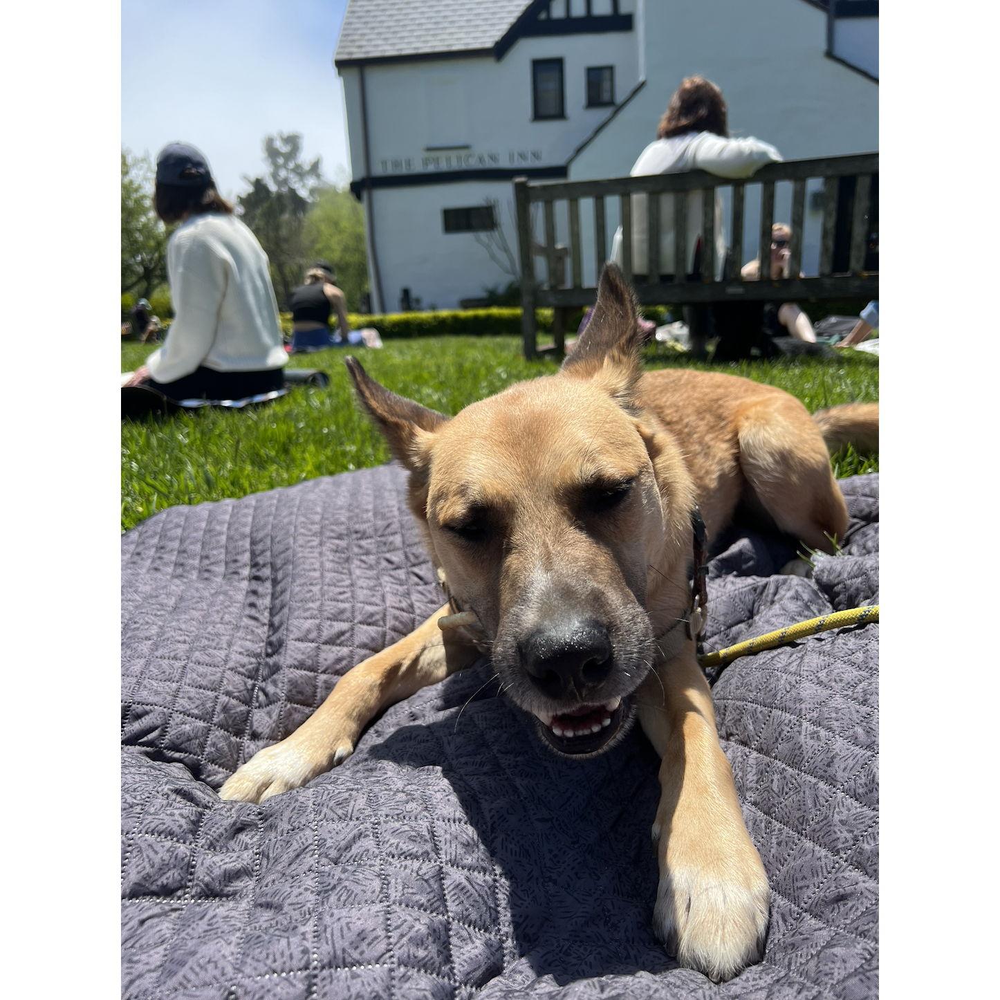 A sunny day on the lawn at The Pelican Inn.