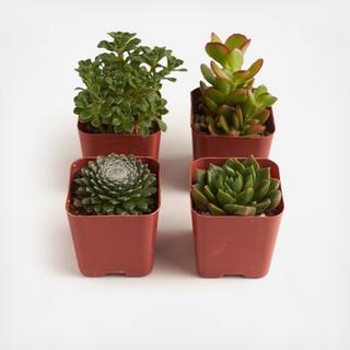 4-Piece 2" Green Succulent Collection