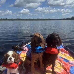Our Pet Toy Fund