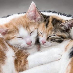 Pet Sitter For Our Honeymoon