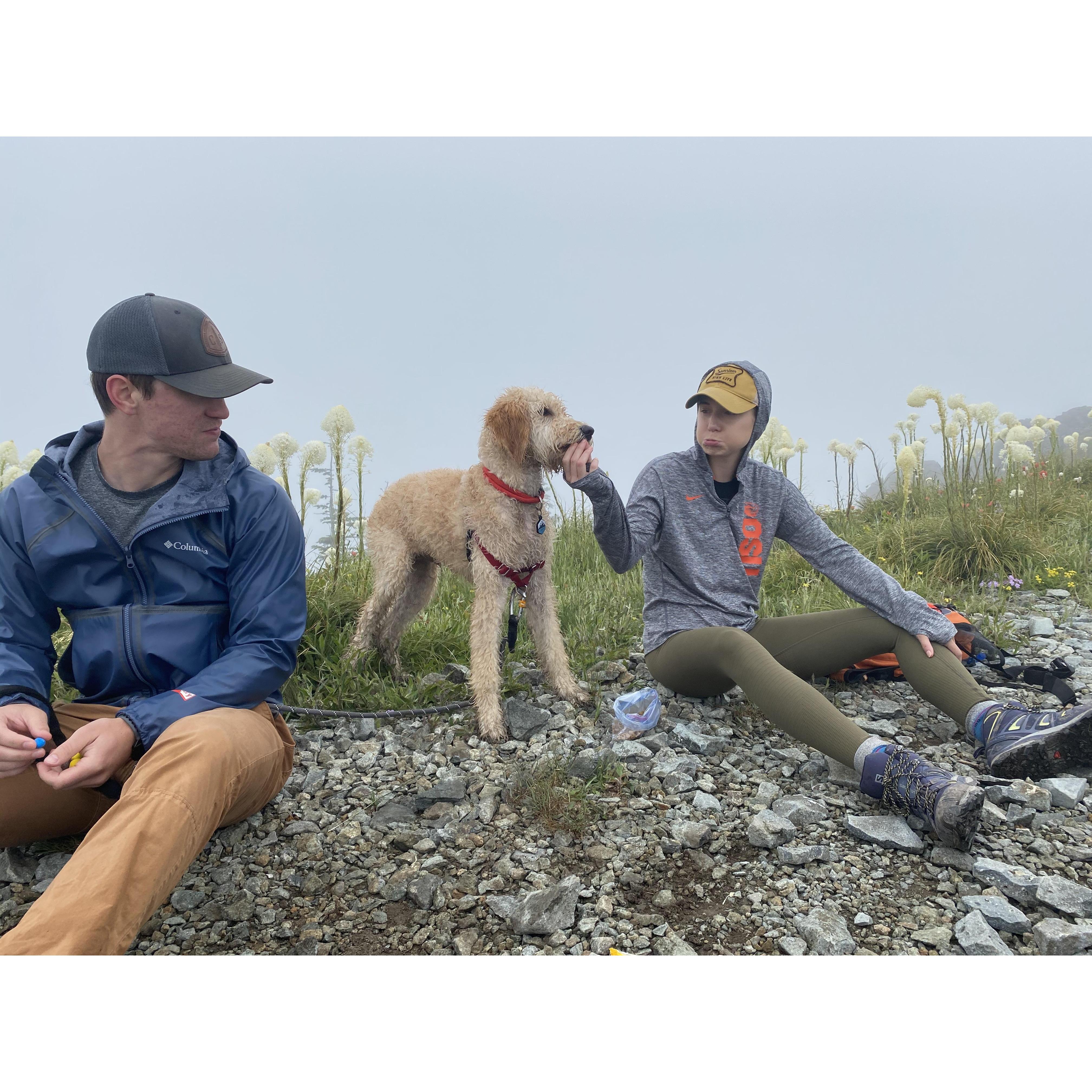 Ollie's first fog-filled hike - June 2020